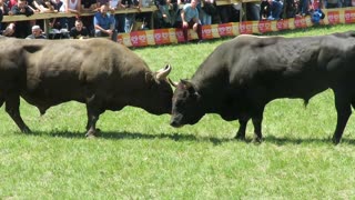 Plamen od Kozarca vs Jelenko od Petrušić-Bagušić