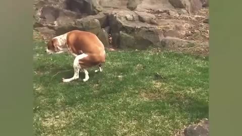 Funniets Kids and baby Videos of the week - Try Not To Laugh