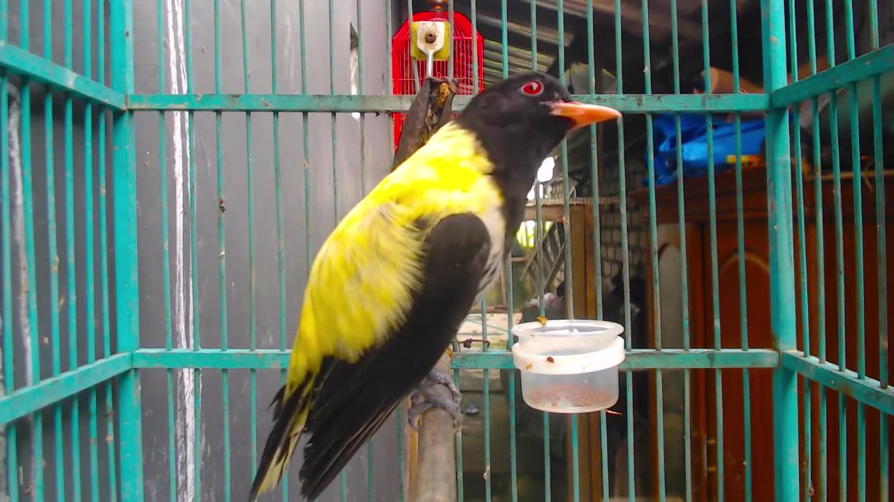 Forest oriole