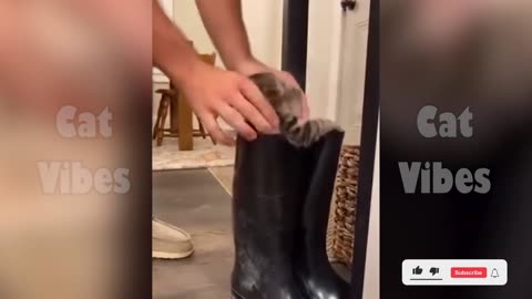 Funny Cat Video