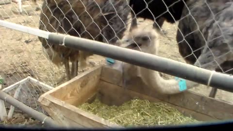 🌾 Raising Ostriches at Home — It’s Easier Than You Think!