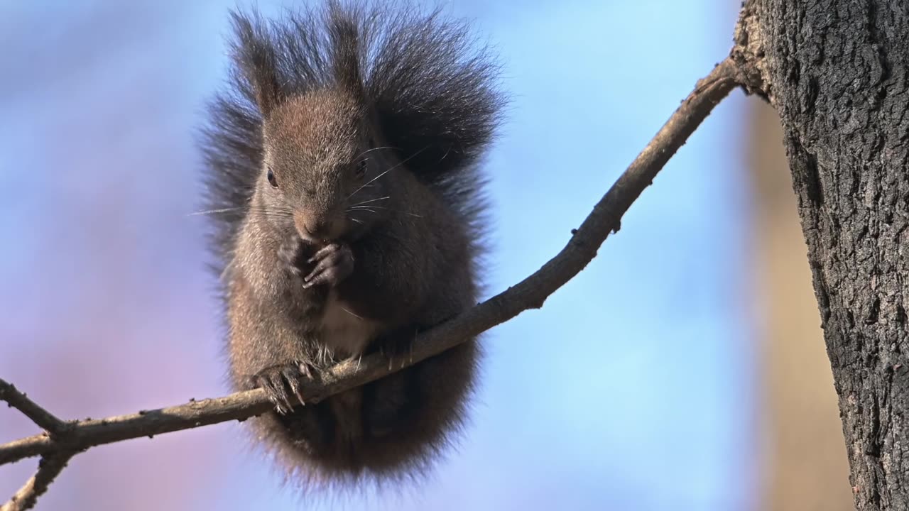 Tefillah_S04E03 (Animals)