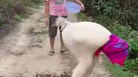 Chicken egg comedy