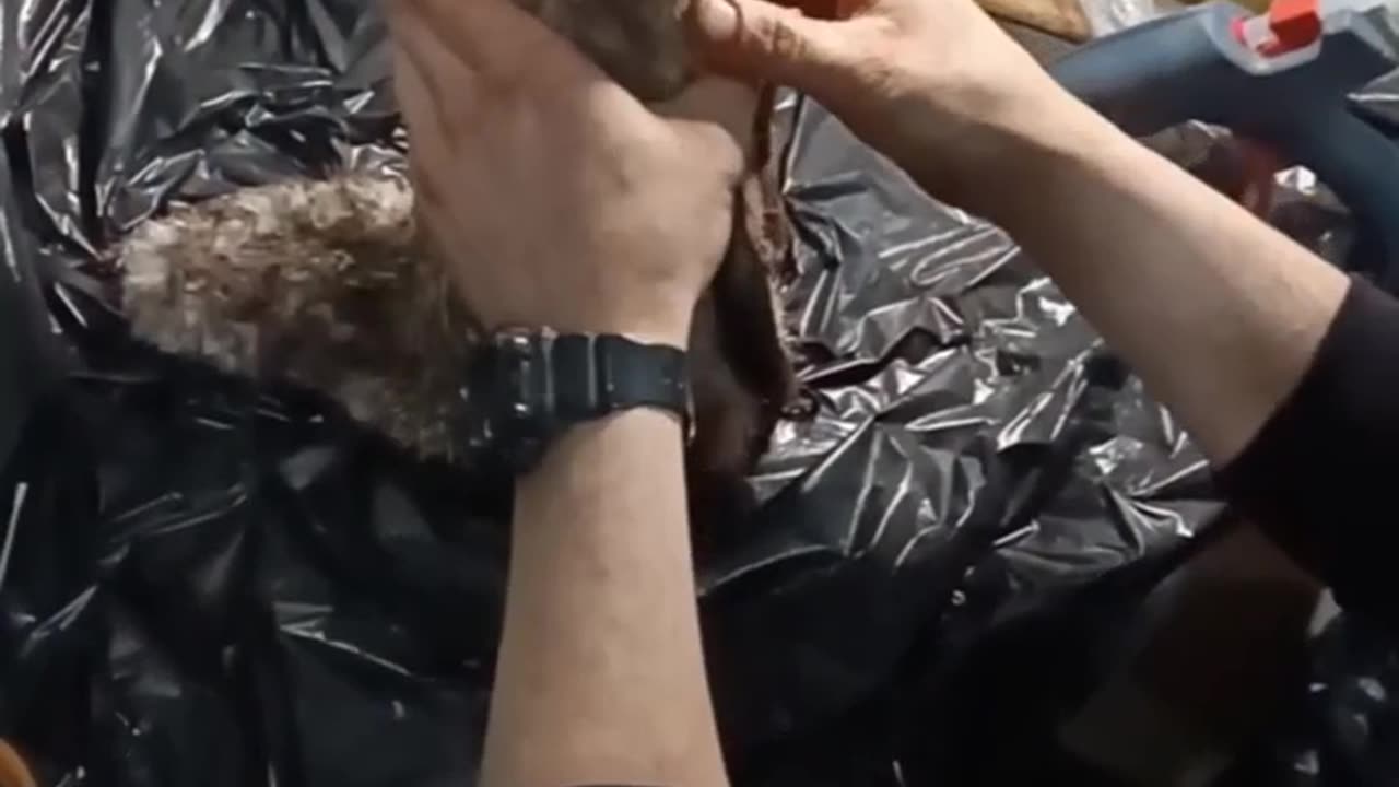 Russians Hiding Bombs in Dead Animals Again