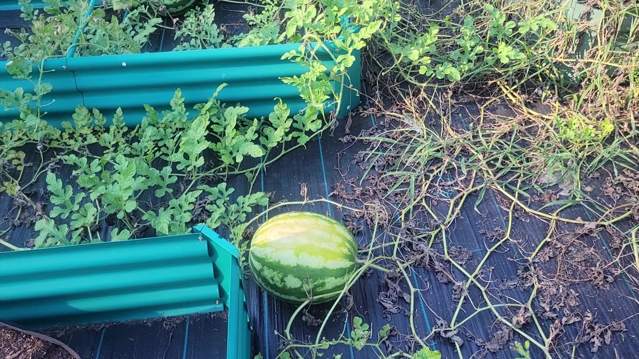 I had no idea this would happen to my watermelons