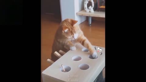 Cats Also Like Having Fun