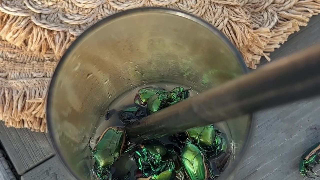 Beetles Love Matcha