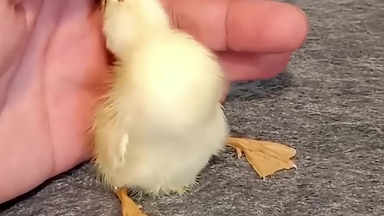 Save a duck egg