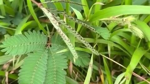 Shame Plant (Mimosa pudica) known for its unique reaction to touch
