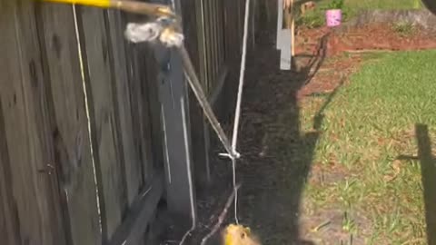 Squirrel obstacle run wild fun