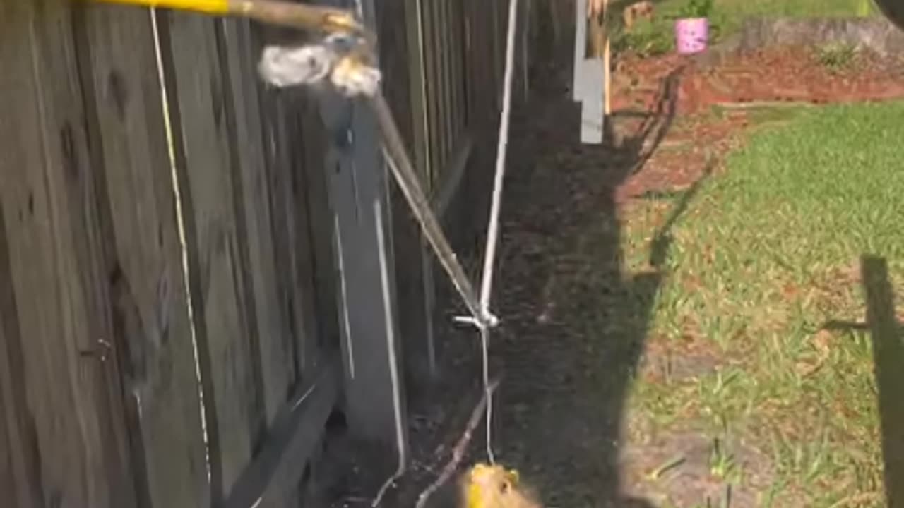 Squirrel obstacle run wild fun