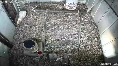 Millar Time Chicken Cam