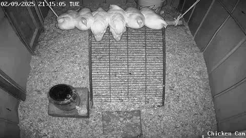 Millar Time Chicken Cam