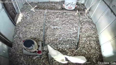 Millar Time Chicken Cam
