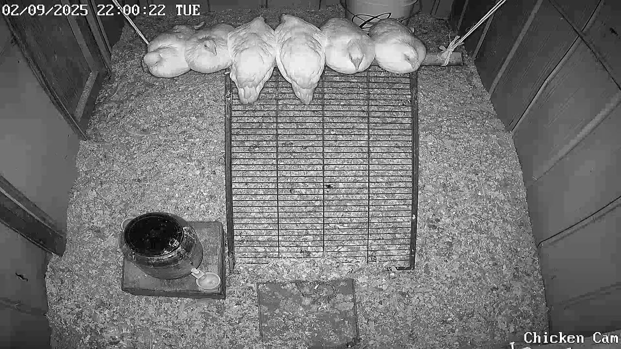 Millar Time Chicken Cam