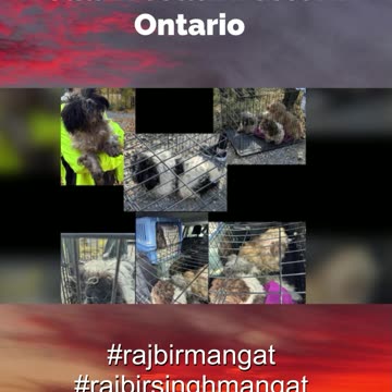 Dozens of puppies dumped along rural road in southwestern Ontario