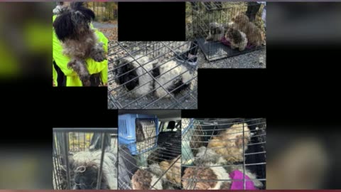 Dozens of puppies dumped along rural road in southwestern Ontario