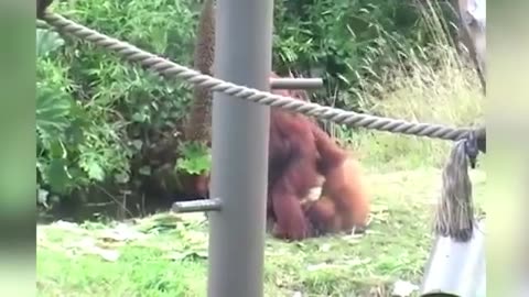 Videos de risa de animales