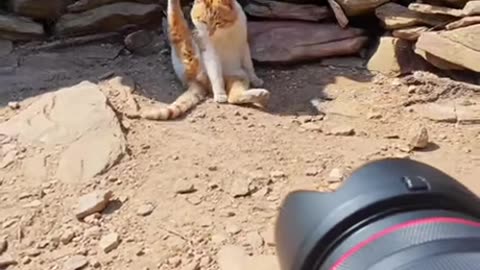 Cat Photography