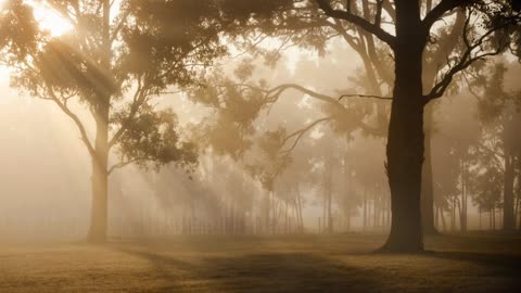 Sunrise, sunbeams, trees