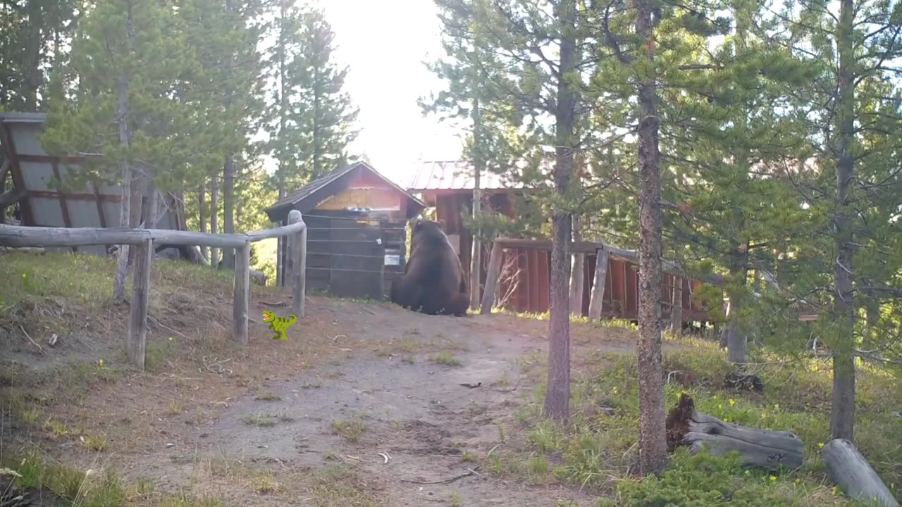 Grizzly Bear!