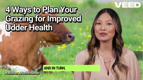 4 Ways to Plan Your Grazing for Improved Udder Health