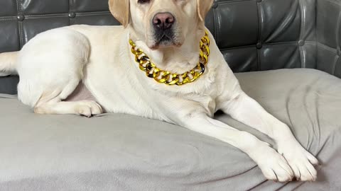 狗子：一时间分不清你到底是人是狗 Dog: I can't tell if you are a human or a dog for a while