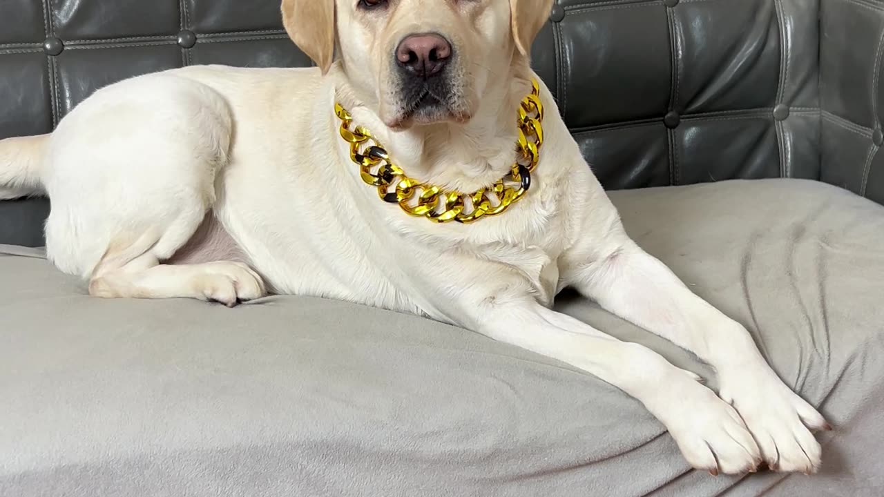 狗子：一时间分不清你到底是人是狗 Dog: I can't tell if you are a human or a dog for a while