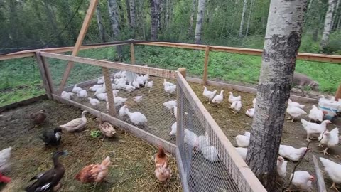 Trapping Inc Season 9 EP 2 Logging, chickens and fisher