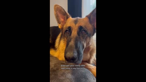 Can You Stop Laughing at These HILARIOUS PET MOMENTS?