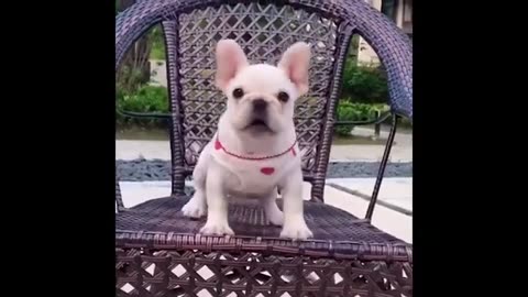 Super funny dog and cats 🤣🤣🤣🤣