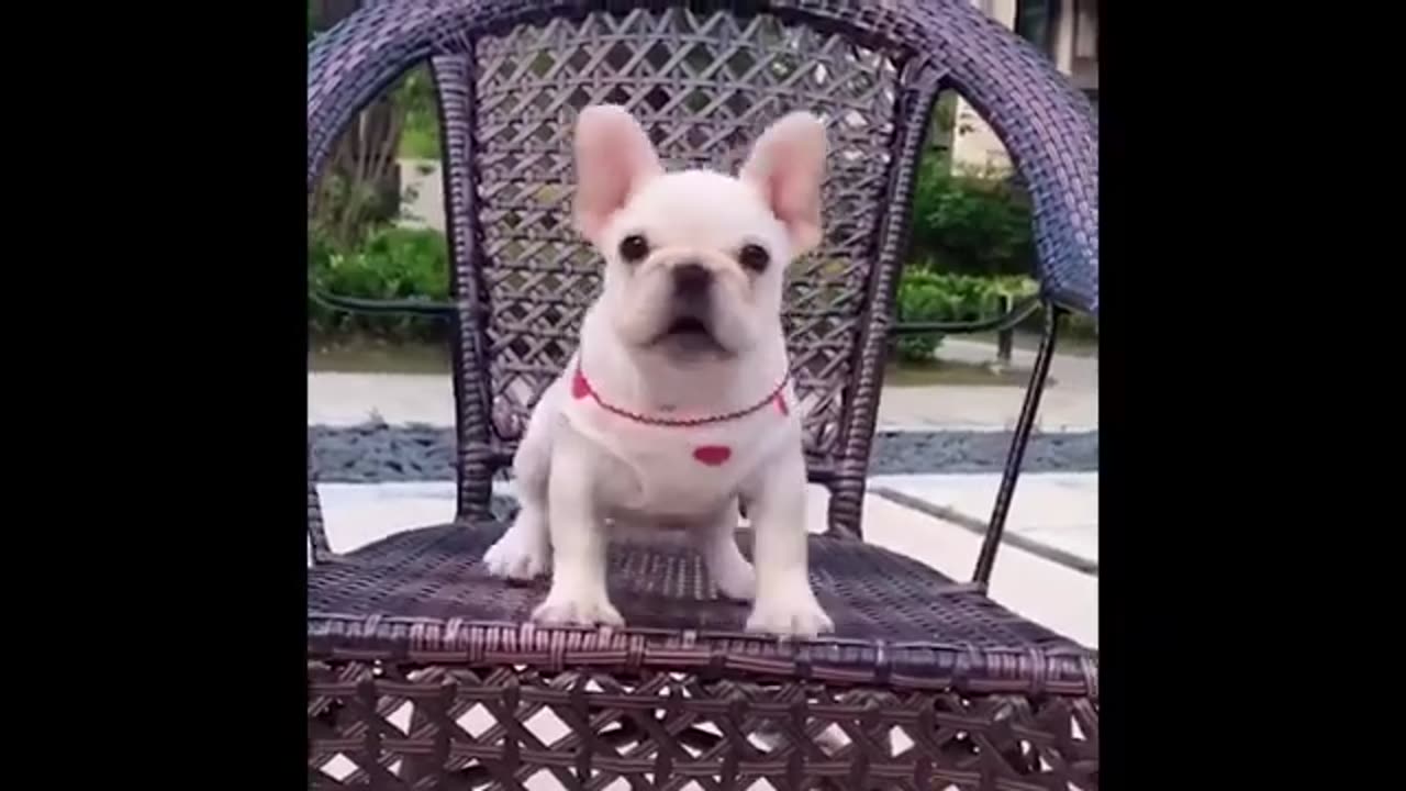 Super funny dog and cats 🤣🤣🤣🤣