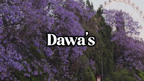Chasing Life Is How We Miss It - Lama Dawa's Commentary