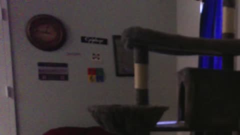 Silly Lily