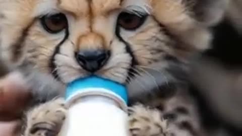 Spots of Splendor: Cub's Innocence Sparkles Brighter than Stars! 🌟🐾