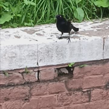Not sure what bird species