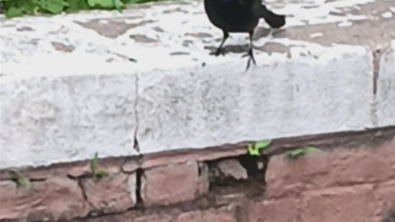 Not sure what bird species