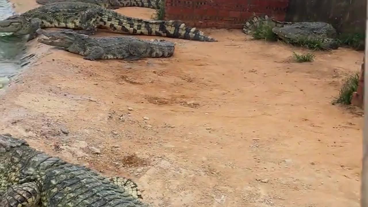 Crocodile： Don't come any closer