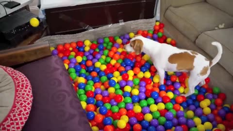 Best Dog Birthday Surprise: DIY Ball Pit for Maymo