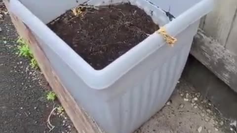 Harvesting Potatoes
