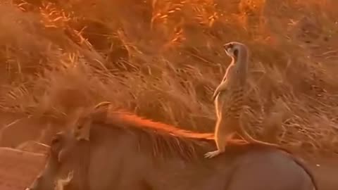 We are being watched let’s do something funny