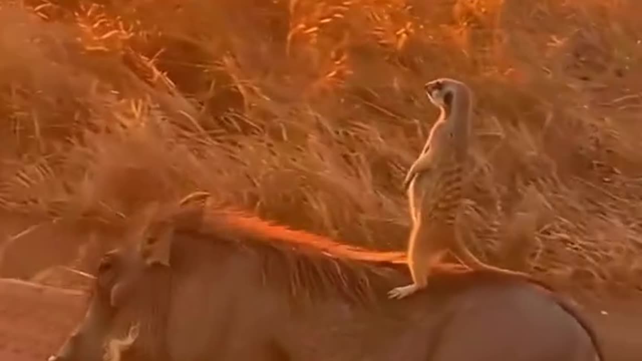 We are being watched let’s do something funny