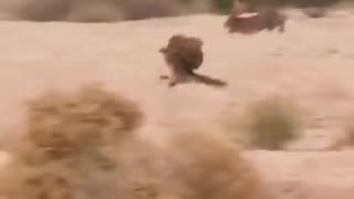 Rabbit vs. Eagle