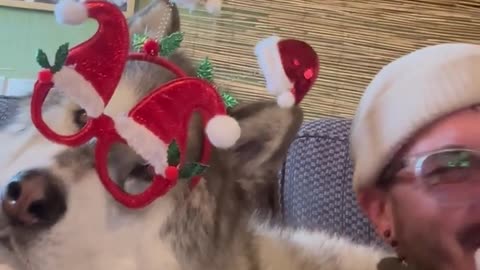 Festive Malamute Nails His Christmas Solo