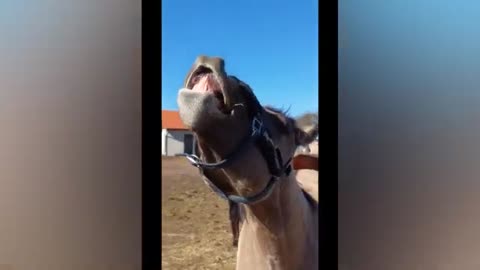 Best Funny Animal video