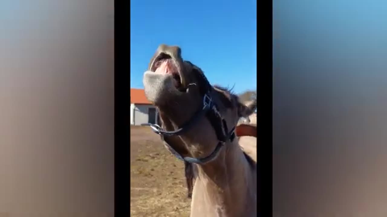 Best Funny Animal video