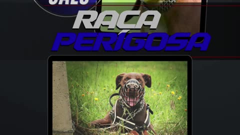 Curso Detentores De Cães Perigosos Ou Potencialmente Perigososa