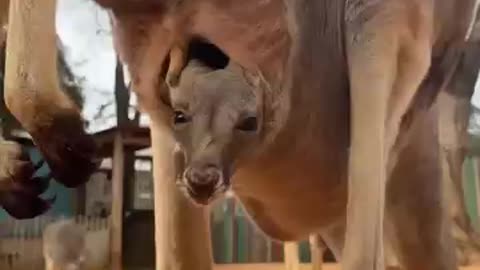 Baby kangaroo is peeking out of the pouch 🥰🦘 #animals #cuteanimals #shorts