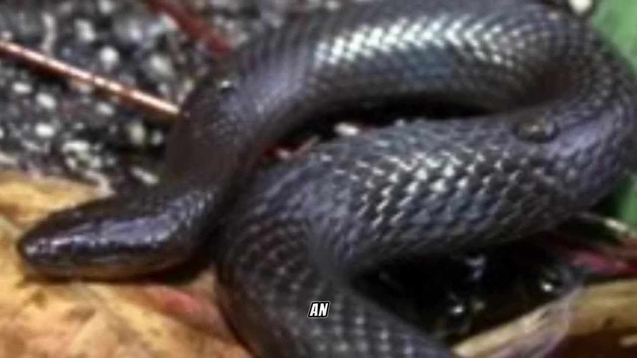 Exploring the Enigmatic Black Swamp Snake: Guardian of Southeastern Wetlands