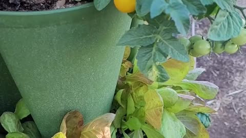 Our First Ripe Tomato of the Year - Jochalos Micro Tomato